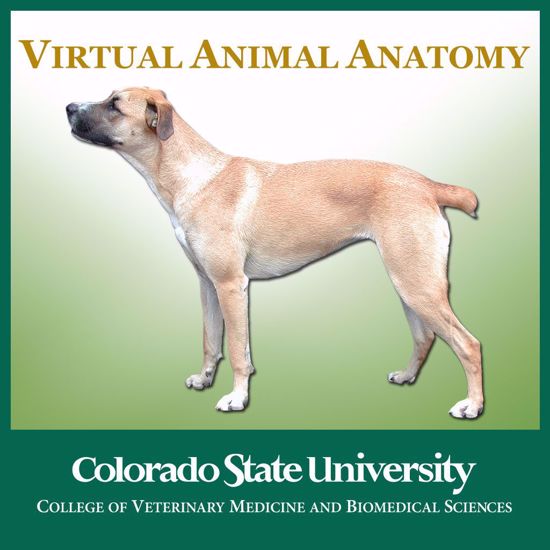 Virtual Animal Anatomy